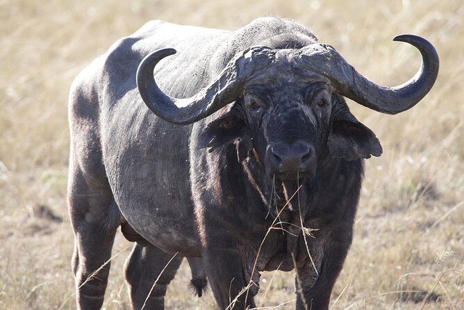 6-Day Maasai Mara, Lake Nakuru and Amboseli Safari - Group Size and Accessibility