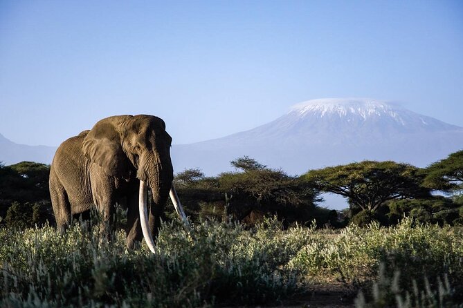 6-Day Maasai Mara, Lake Nakuru and Amboseli Safari - Booking and Logistics