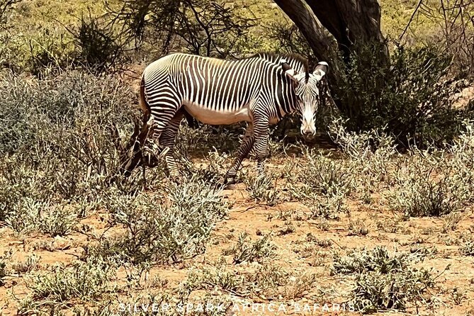6-Day Maasai Mara Reserve, Lake Naivasha, Amboseli National Park - Highlights of Maasai Mara