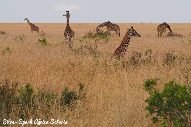 6-Day Maasai Mara Reserve, Lake Naivasha, Amboseli National Park - Discovering Amboseli National Park