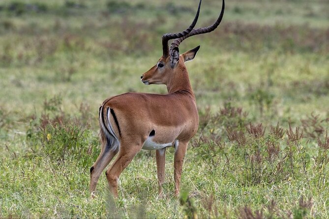6-Day Maasai Mara Reserve, Lake Naivasha, Amboseli National Park - Itinerary Breakdown