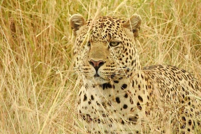 6-Day Maasai Mara Reserve, Lake Naivasha, Amboseli National Park - Inclusions and Amenities