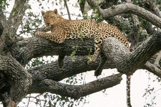 6-Day Murchison Falls, Chimp Trekking and Big Game Combo - Key Points