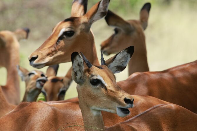 6-Day Northern Safari - Additional Details