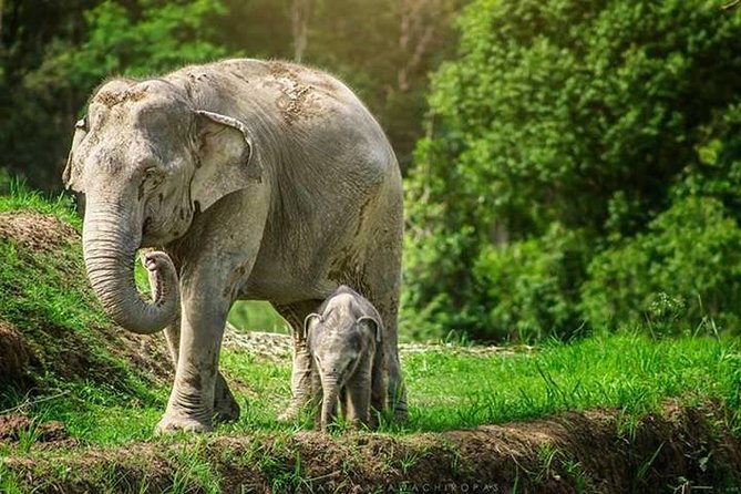 6-Day Northern Thailand Tour: Ayutthaya, Sukhothai, Chiang Mai and Chiang Rai From Bangkok - Inclusions and Additional Information
