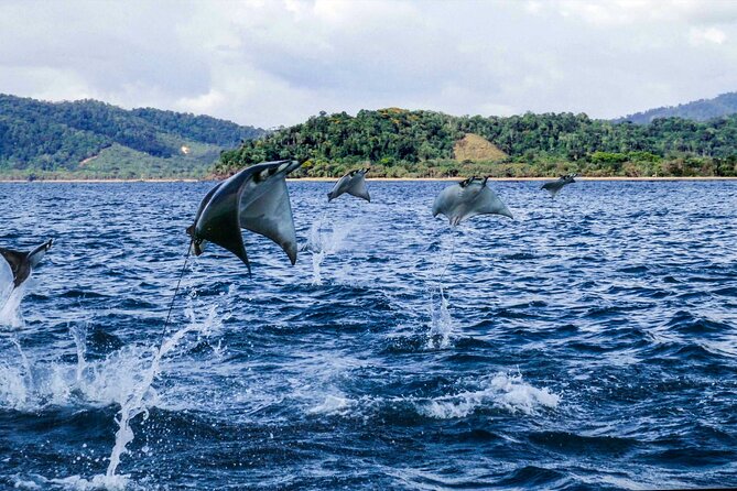 6-Day Osa Jungle Adventure Tour in Osa, Drake and Corcovado - Meals and Accommodations