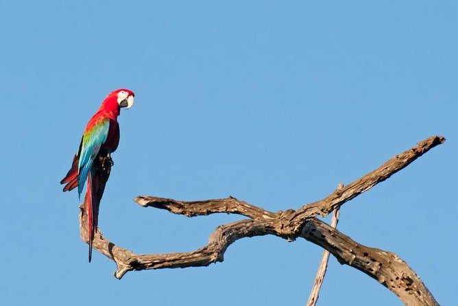 6-Day Pantanal & Bonito Experience - Pantanal Activities