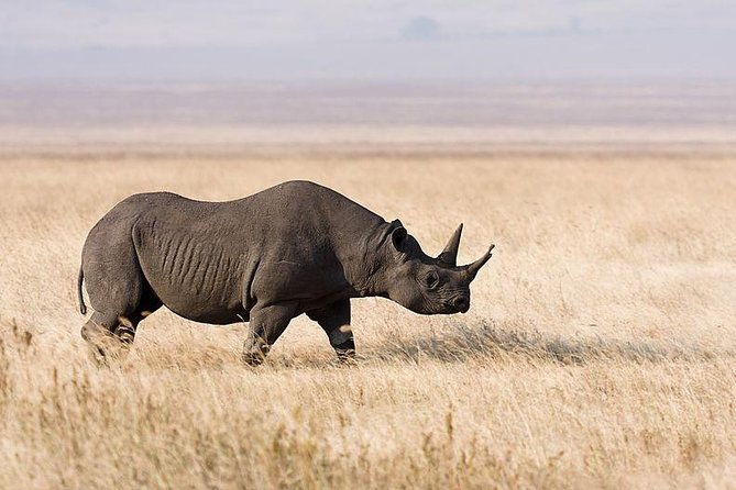 6 Day Private Camping Safari to Tarangire,Serengeti,Ngorongoro& Manyara Tanzania - Itinerary: Tarangire National Park