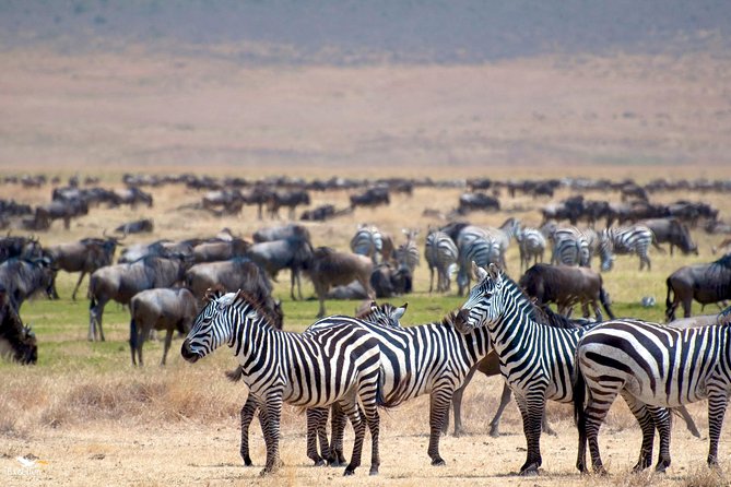 6 Day Private Camping Safari to Tarangire,Serengeti,Ngorongoro& Manyara Tanzania - Itinerary: Serengeti National Park