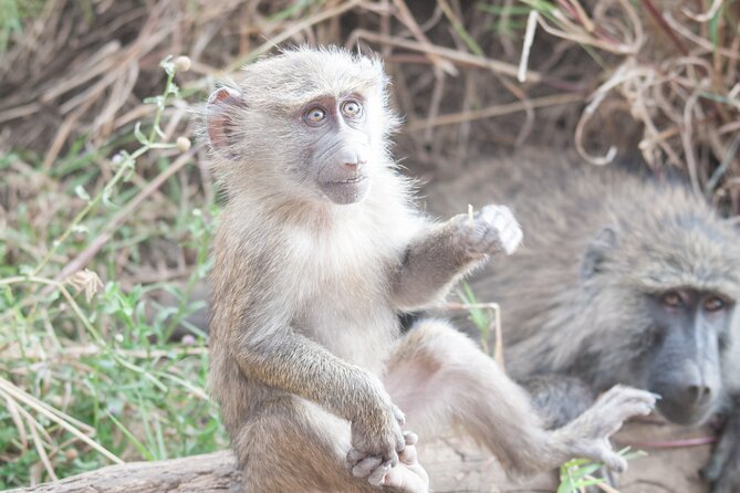 6-Day Private Camping Safari Tour From Kilimanjaro Airport - Included Meals