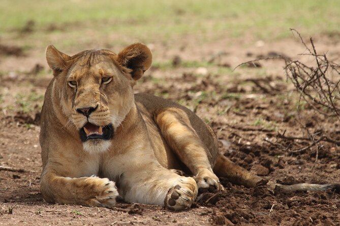 6-Day Private Camping Safari Tour From Kilimanjaro Airport - Guide and Gratuities