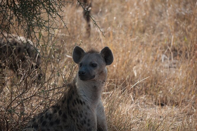 6-Day Private Camping Safari Tour From Kilimanjaro Airport - Pickup Details