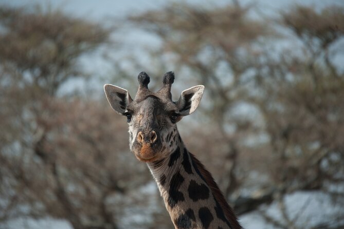 6-Day Private Camping Safari Tour From Kilimanjaro Airport - Group Size