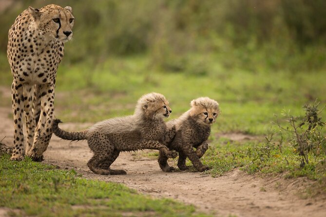 6 Day Private Classic Drive Safari Ngorongoro and Serengeti - Included Meals