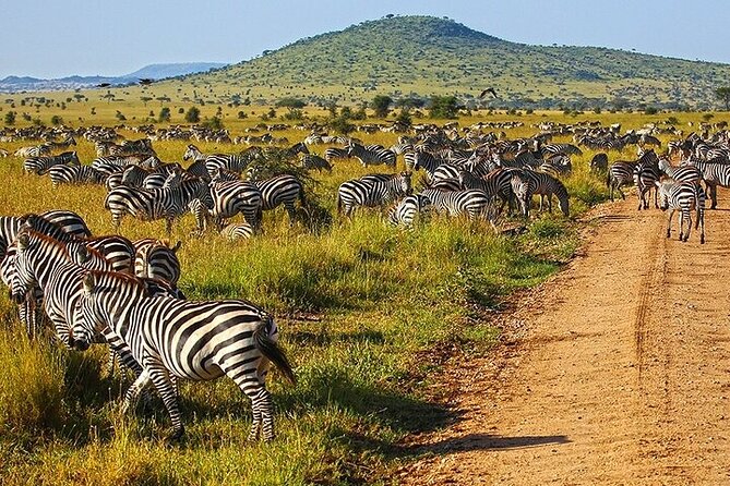 6 Day Private Classic Drive Safari Ngorongoro and Serengeti - Guest Reviews