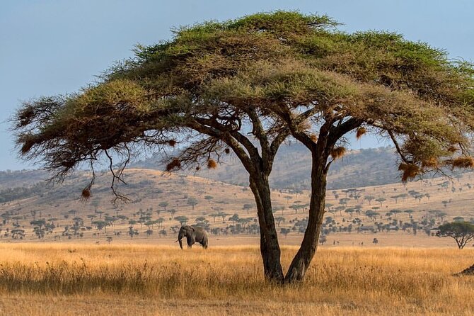 6-Day Private Midrange Tour in Arusha With Airport Pickup - Meeting and Pickup Logistics