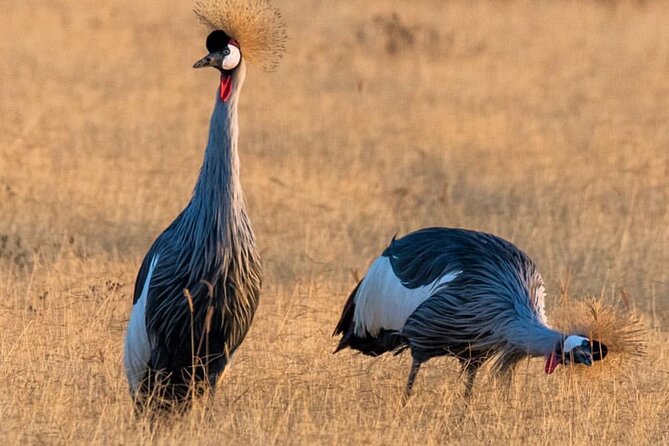 6-Day Private Midrange Tour in Arusha With Airport Pickup - Tour Participant Requirements