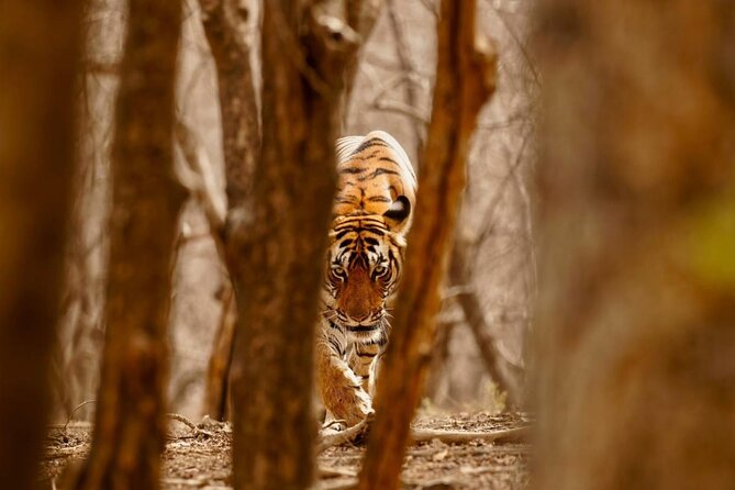 6-Day Private Tour of Indian Wildlife & Palaces From Colombo Port - Cancellation and Pricing Information