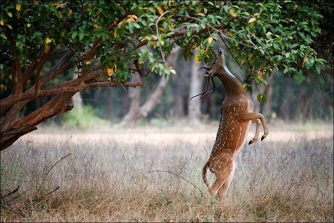 6-Day Private Tour of Indian Wildlife & Palaces From Colombo Port - Colombo to Mumbai Itinerary