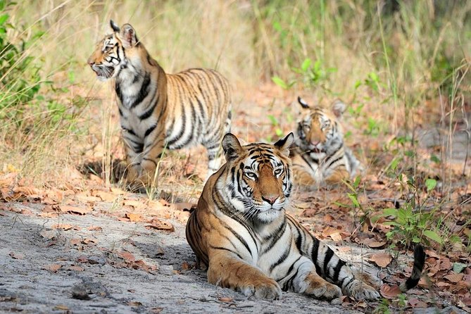 6 Day Private Tour of Taj With Glimpse of Tiger & Culture of Rajasthan - Whats Excluded