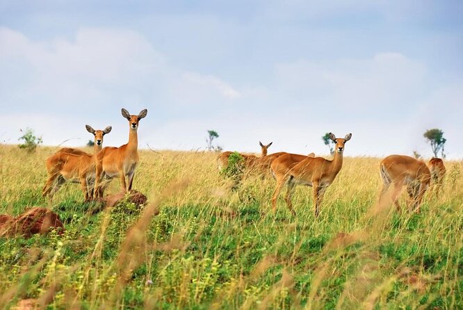 6-Day Queen Elizabeth and Mburo Luxury Safari - Key Points