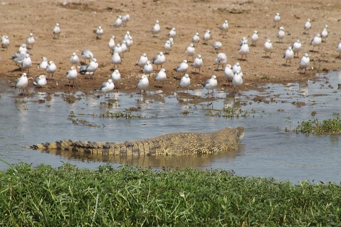 6-Day Queen Elizabeth and Mburo Luxury Safari - Meals Included