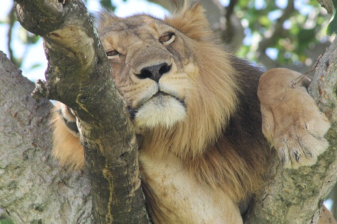6-Day Queen Elizabeth and Mburo Luxury Safari - Additional Information
