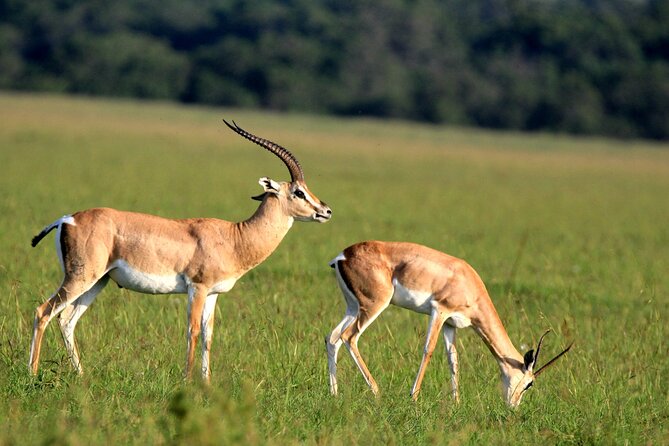6-Day Samburu, Lake Nakuru, and Masai Mara Safari - Accessibility Features