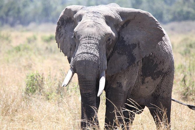6-Day Samburu, Lake Nakuru, and Masai Mara Safari - Tips for Travelers