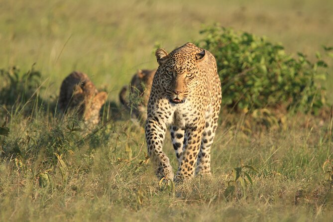6-Day Samburu, Lake Nakuru, and Masai Mara Safari - Reviews and Feedback