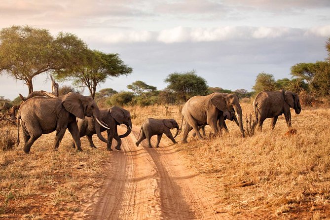 6-Day Serengeti Migration: Private Safari With Mid-Range Luxury - Inclusions