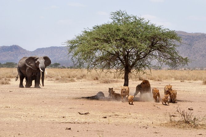 6-Day Serengeti Migration: Private Safari With Mid-Range Luxury - Pickup and Meeting Points