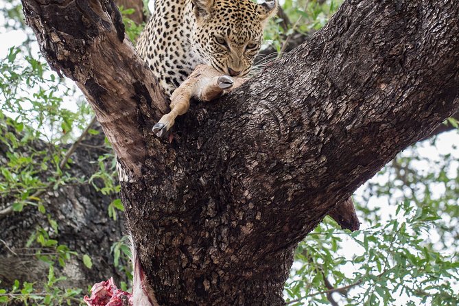 6-Day Serengeti Migration: Private Safari With Mid-Range Luxury - Accessibility and Participation