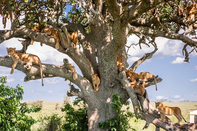 6-Day Serengeti Migration: Private Safari With Mid-Range Luxury - Accommodation and Meals