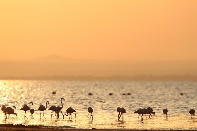 6-Day Serengeti Migration: Private Safari With Mid-Range Luxury - Professional Guide and Safari Cook