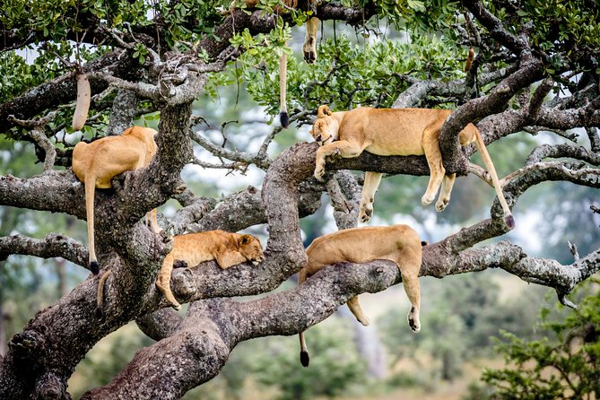 6-Day Serengeti Migration: Private Safari With Mid-Range Luxury - Toyota Landcruiser 4x4 Safari Vehicle