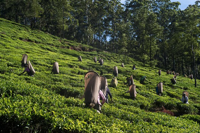 6-Day Sri Lanka Heritage Private Tour - Traveler Requirements