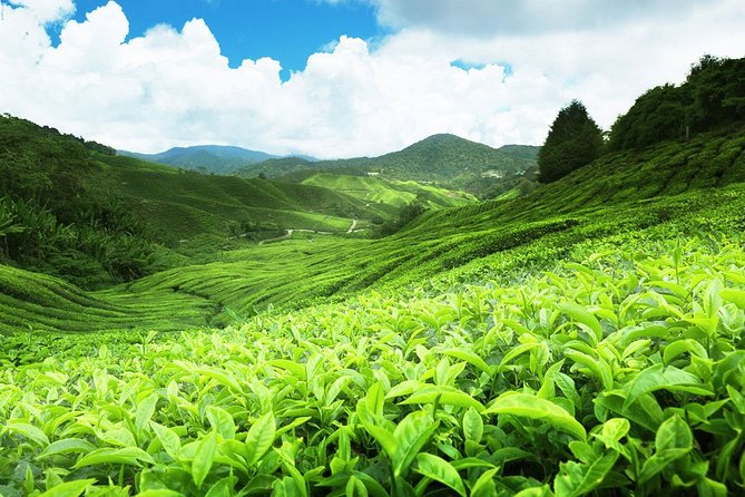 6-Day Sri Lanka Private Tour - Booking Information
