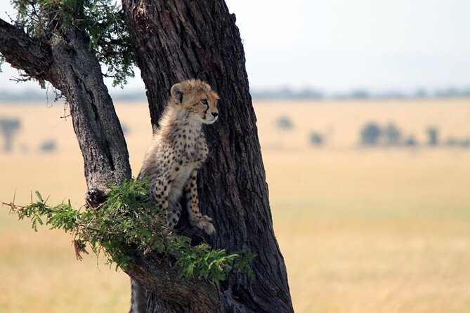 6-Day Tanzania Adventures Safaris - Group Joining Camping Safaris - Exclusions of the Safari Package