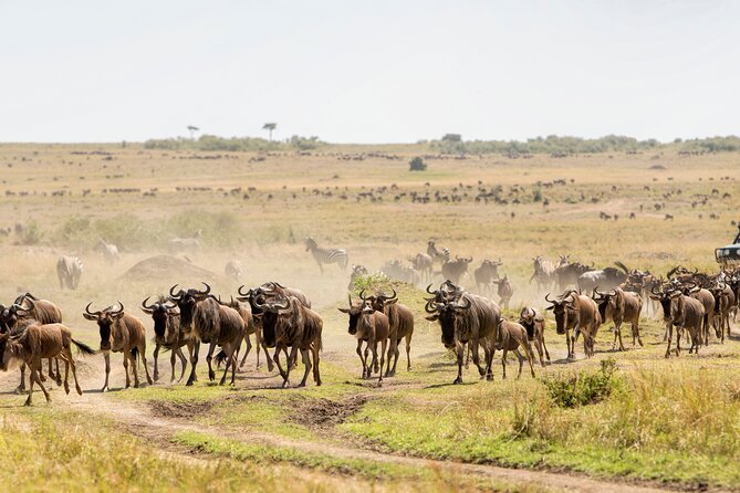 6 Day Tanzania Budget Camping Safari From Arusha. - Destinations