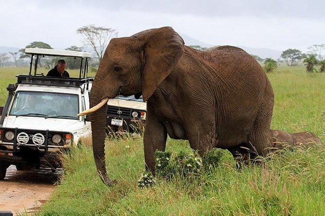 6-Day Tanzania Camping Safari: Lake Manyara, Serengeti, Ngorongoro Cater and Tarangire National Park From Arusha - Pickup Information