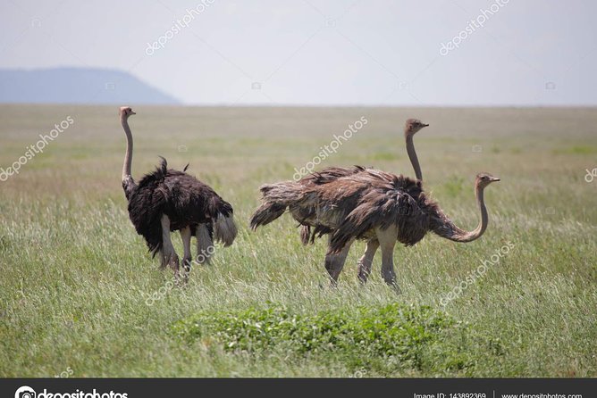 6 Day Tanzania Wildlife Mid Range Safari - Serengeti National Park