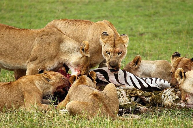 6 Day Tanzania Wildlife Mid Range Safari - Safari Accommodations