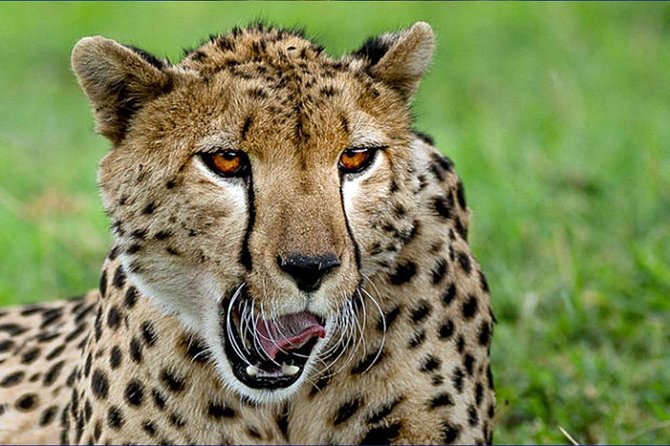 6 Day Tanzania Wildlife Mid Range Safari - Included Amenities