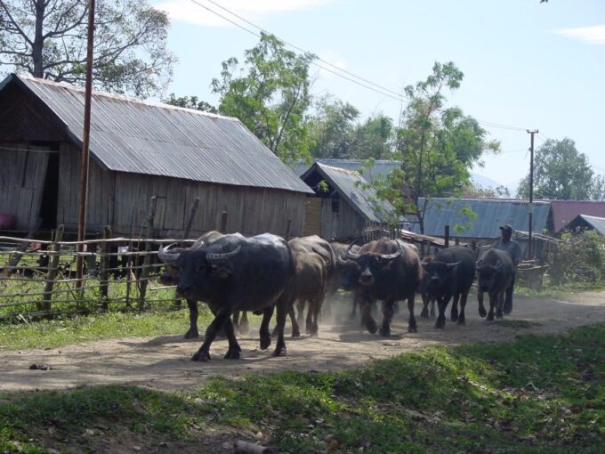 6-Day Tour From Hoi an to Da Lat via Ho Chi Minh Trail - Waterfalls, Plantations, and Nature