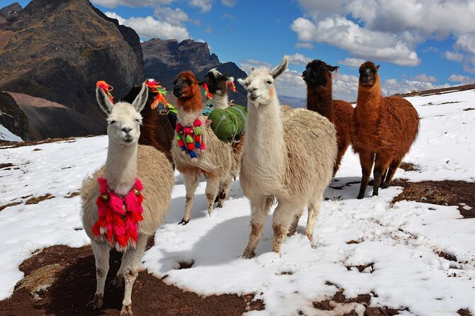 6-Day Tour of Cusco Magico-Machu Picchu-Rainbow Mountain - Transportation and Logistics