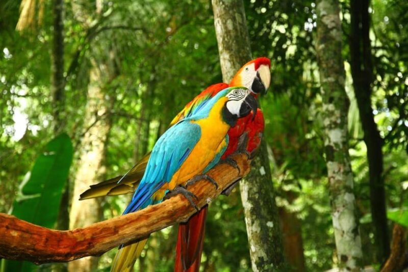 6-Day Tour of the Clay Licks of Tambopata. - Key Points