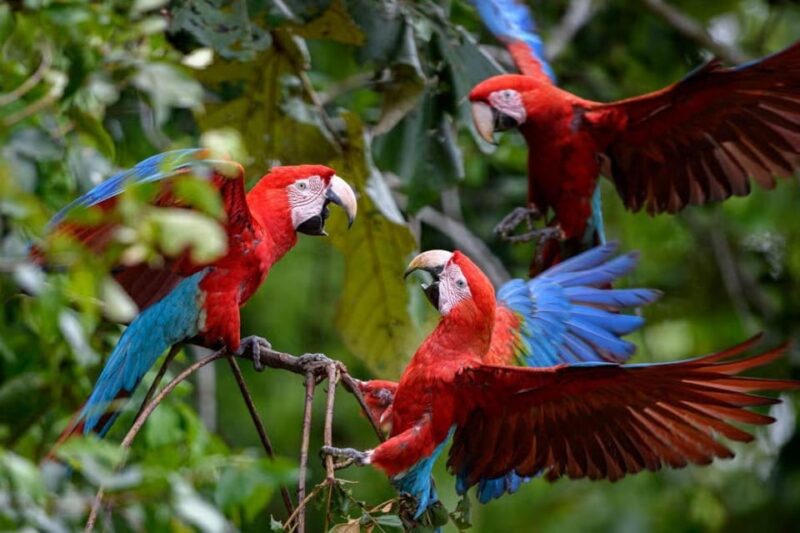 6-Day Tour of the Clay Licks of Tambopata. - Experience and Wildlife