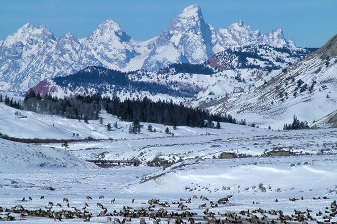 6-Day Tour of Yellowstone and Grand Teton Winter Adventure - Tour Operator