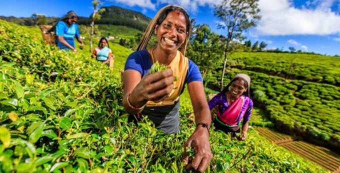 6-Day Unesco Central Highlands Tour - Day 4: Nuwara Eliya to Knuckles Mountain Range